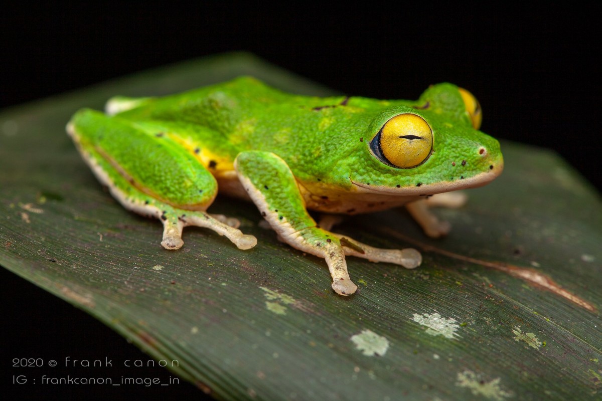 Pseudophilautus poppiae Megaskumbura & Manamendra-Arachcchi, 2005